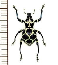カタゾウムシの一種　Pachyrhynchus cruciatus　フィリピン（ルソン島）
