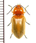 コメツキムシの一種　Elateridae species　 ベトナム南部