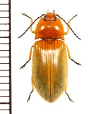 コメツキムシの一種　Elateridae species　 ベトナム南部