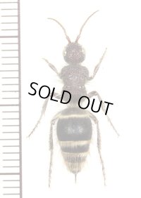 アリバチの一種　Mutillidae species　♀　オマーン