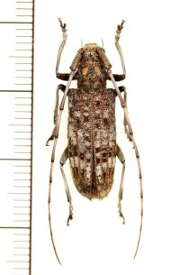マツノマダラカミキリ　♀　鹿児島県