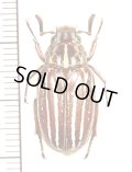 ヒゲコガネの一種　Polyphylla sp.　♂　ベトナム中部