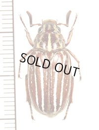 ヒゲコガネの一種　Polyphylla sp.　♂　ベトナム中部