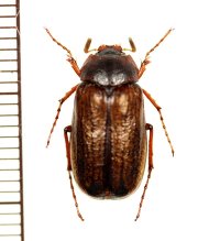 ヒメクロコガネの一種　Sophrops sp.　♂　ベトナム北西部