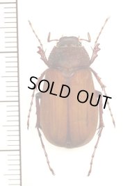 クロコガネの一種　Holotrichia cilliaticollis　♂　ベトナム北西部