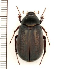 クロコガネの一種　Holotrichia lata　♂　ベトナム北西部