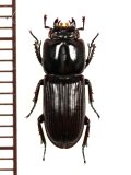 マメクワガタ　♂　鹿児島県佐多町・佐多岬