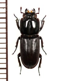 マメクワガタ　♂　鹿児島県佐多町・佐多岬