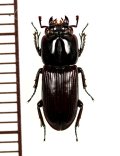 マメクワガタ　♂　鹿児島県屋久島町永田・西部林道