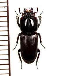 マメクワガタ　♂　鹿児島県屋久島町永田・西部林道
