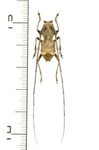 フクチセダカコブヤハズカミキリ　♂　福岡県北九州市菅生の滝