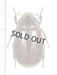 コフキコガネの一種　Melolonthinae species　インドネシア（ペレン島）