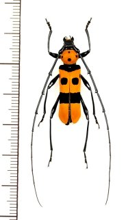 ベニボシカミキリの一種　Rosalia formosa formosa　♂　 ベトナム北東部