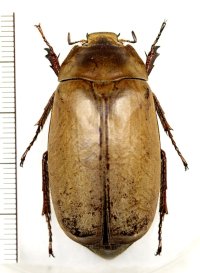 コフキコガネの一種　Lepidiota sp.　インドネシア（ボルネオ島）