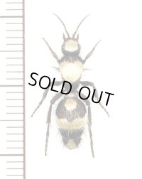 アリバチの一種　Mutillidae species　♀　キルギス