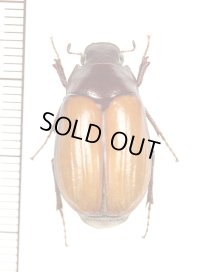 コフキコガネの一種　Melolonthinae species　インドネシア（ボルネオ島）