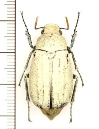 コフキコガネの一種　Cyphochilus sp.　♂　ラオス