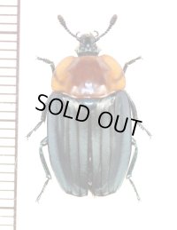 シデムシの一種　Necrophila cyaniventris　ラオス
