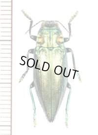 ムネスジタマムシの一種　 Chrysodema radians　インドネシア（アンボン島）