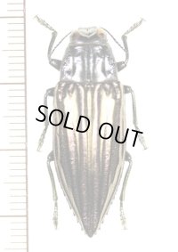 ムネスジタマムシの一種　 Chrysodema sp.　インドネシア（ケイ諸島：ケイケシル島）