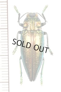 ムネスジタマムシの一種　 Chrysodema radians　インドネシア（モルッカ諸島：ブル島）