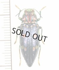 ムネスジタマムシの一種　 Chrysodema sp.　インドネシア（モルッカ諸島：ブル島）