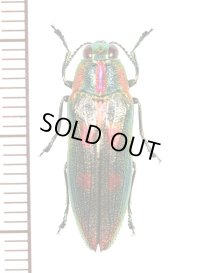ムネスジタマムシの一種　 Chrysodema sp.　 ベトナム北東部