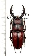 ミヤケノコギリクワガタ　♂54.8mm　新島