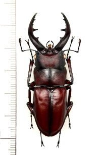 ミヤケノコギリクワガタ　♂54.8mm　新島