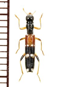 アリバチ擬態のメダカカッコウムシの一種 　Hydnocerinae species　ベトナム中部