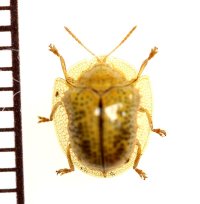 カメノコハムシの一種　Cassidinae species　ベトナム中部