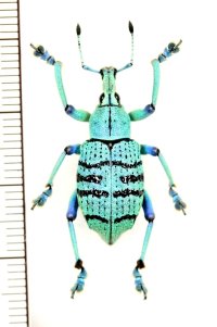 ホウセキゾウムシの一種　 Eupholus geoffroyii　インドネシア（ニューギニア島）