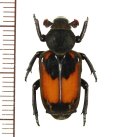 アリノスハナムグリの一種 　Clinterocera jucunda　♀　 中国（雲南省）