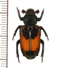 アリノスハナムグリの一種 　Clinterocera jucunda　♀　 中国（雲南省）