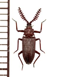 好白蟻性のゴミムシダマシの一種　Mimoxenotermes duporti　ベトナム