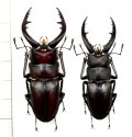 ノコギリクワガタ　2♂♂　59.9mm＆54mm　壱岐