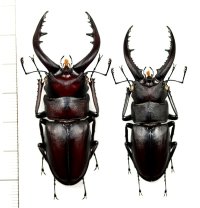 ノコギリクワガタ　2♂♂　59.9mm＆54mm　壱岐