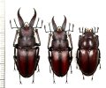 ノコギリクワガタ　2♂♂1♀　45.6mm＆33.4mm＆34.9mm　伊豆大島