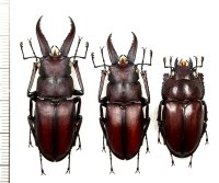 ノコギリクワガタ　2♂♂1♀　45.6mm＆33.4mm＆34.9mm　伊豆大島