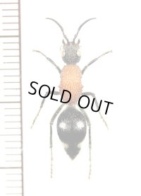 アリバチの一種　Mutillidae species　♀　ナミビア