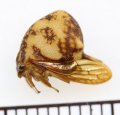 ヘルメットツノゼミの一種　Anchistrotus sp.　ペルー