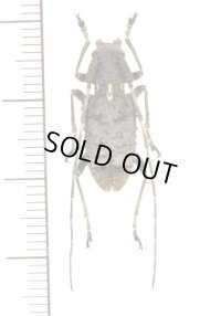 カミキリムシの一種　Propedicellus vitalisi　♀　 ベトナム北東部