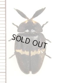 ホタルの一種　Lampyridae species　ペルー