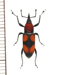 オサゾウムシの一種　Rhodobaenus nigripes　ペルー