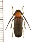 ホタル擬態のカミキリムシの一種　Isomerida albicollis　♀　ペルー