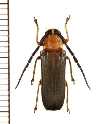 ホタル擬態のカミキリムシの一種　Isomerida albicollis　♀　ペルー