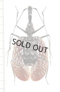 バイオリンムシの一種　Mormolyce phyllodes phyllodes　インドネシア（スマトラ島）