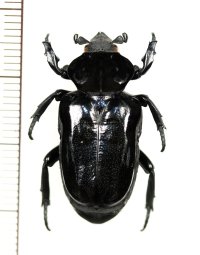 オバケアリノスハナムグリ　Cyclidius elongatus　ペルー