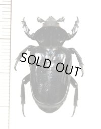 オバケアリノスハナムグリ　Cyclidius elongatus　ペルー