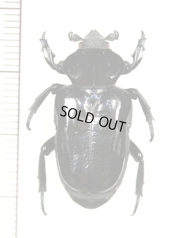 画像1: オバケアリノスハナムグリ　Cyclidius elongatus　ペルー